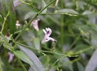 Andrographis Paniculata Extract Manufacturer Supplier Wholesale Exporter Importer Buyer Trader Retailer in Chhindwara Madhya Pradesh India